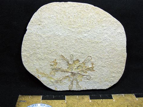 Solnhofen Saccocoma Floating Crinoid 38 Fossils For Sale Floating