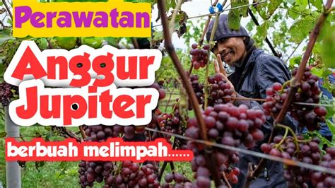 Merawat Anggur Jupiter Agar Berbuah Lebat Youtube