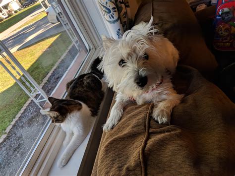 Happy 1st birthday to our Mowgli, who makes our lives a little brighter