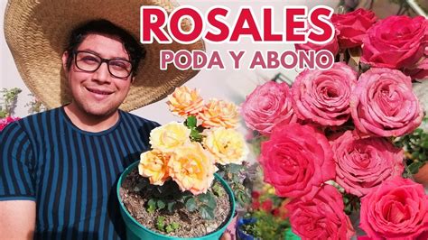 Rosas Y Rosales Poda Y Abonado Chuyito Jardinero YouTube