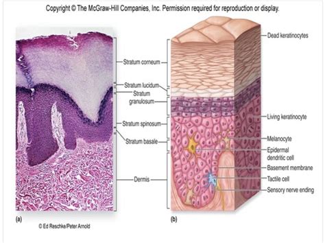 Integumentary System Flashcards Quizlet