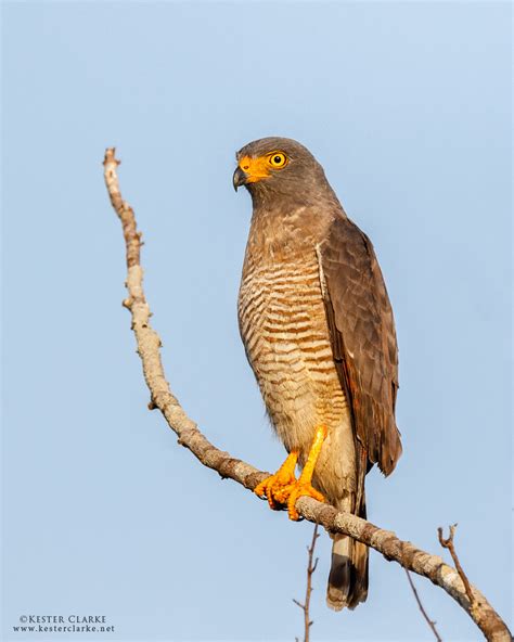 Roadside Hawk - Kester Clarke Wildlife Photography