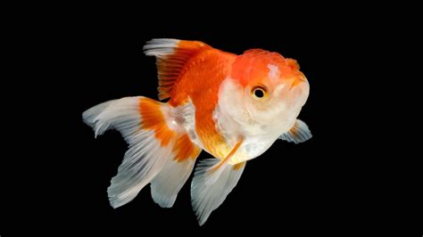 Oranda come allevare il pesce rosso più famoso al mondo Acquario