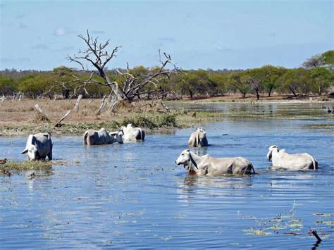 St Lawrence Wetlands - best camping between Sarina and Rocky - Travel ...