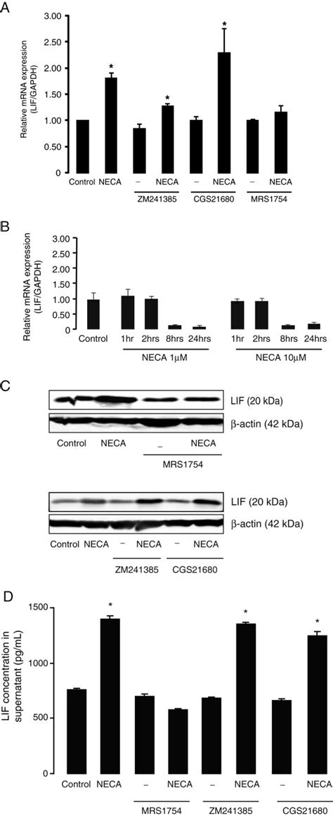 NECA Induced Leukemia Inhibitory Factor LIF Expression And Secretion