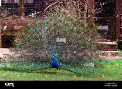 Indian Peacock Pavo Cristatus Stock Photo Alamy