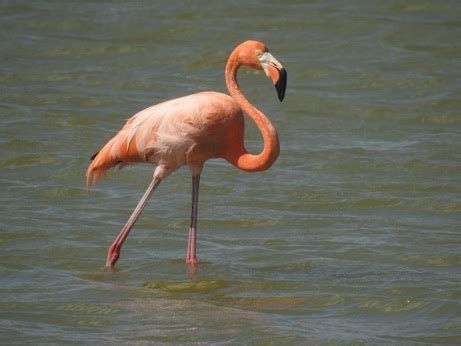 Kralendijk Bonaire Bonaire Das B Der Karibischen ABC Inseln Aruba