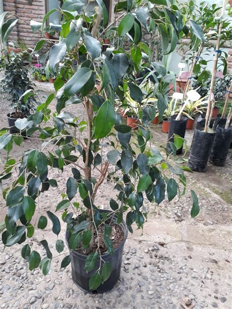 Planta Interior Ficus Benjamina Chico Viveros Y Jardines Araucano