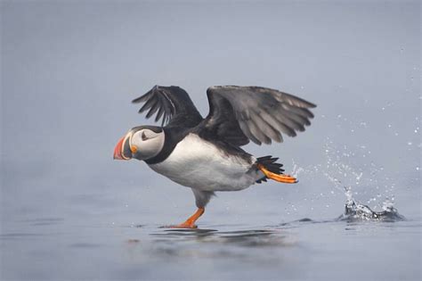 Puffin Walking On Water Puffins Bird Pet Birds Animals Beautiful