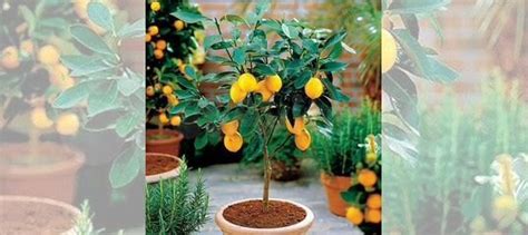 Лимонное дерево (Мейера) купить в Сергиевом Посаде | Товары для дома и ...