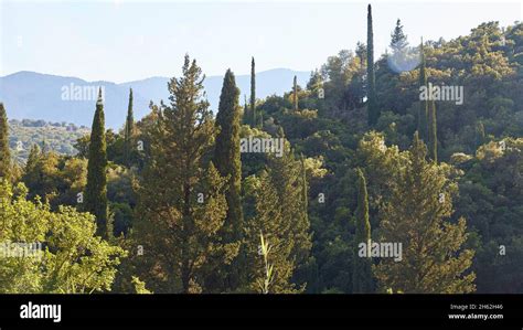 Greece Cypress Hi Res Stock Photography And Images Alamy