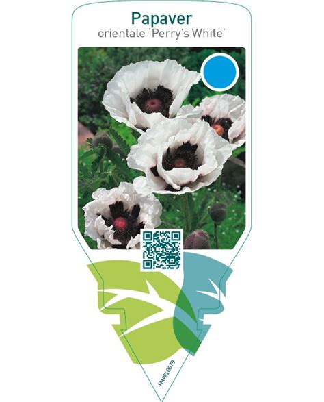 Etiquetas De Papaver Orientale Perrys White