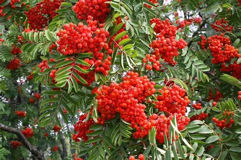 Siniunikon Kotipihlaja Sorbus aucuparia rönn