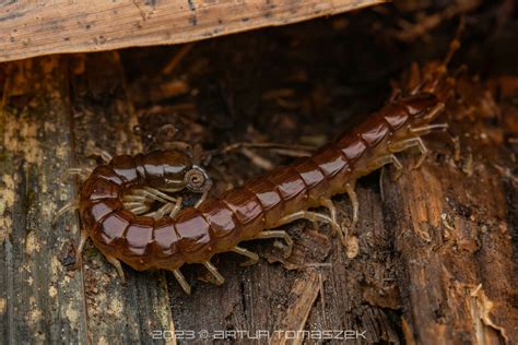 Otostigmus In January By Artur Tomaszek Inaturalist