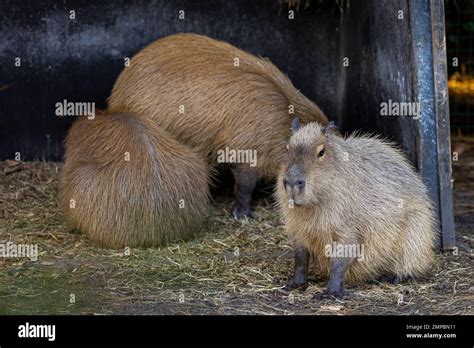 A capybara family in their habitat in zoo Stock Photo - Alamy