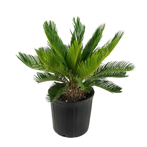 Plants And Seedlings Plants Seeds And Bulbs 1 Evergreen King Sago Palm Cycas Revoluta In Pot Indoor