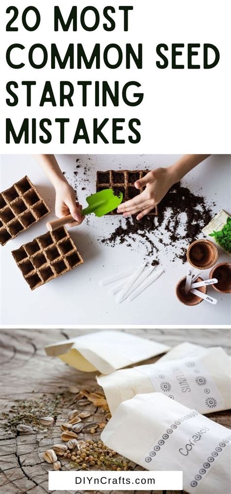 20 Most Common Seed Starting Mistakes and How to Avoid Them 