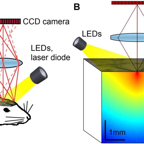 A Overview Of The Intrinsic Signal Optical Imaging System B