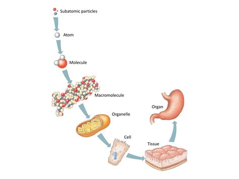 Ppt Organization Of The Human Body Powerpoint Presentation Free