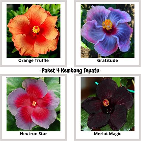 Jual Tanaman Hias Kembang Sepatu Paket 4 Bunga Hibiscus Bunga