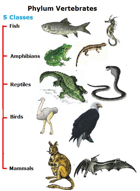 5 Phylum Vertebrates Biology Notes For Igcse 2014 And 2022