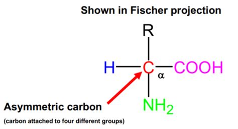 Structure Of Amino Acids And Proteins Flashcards Quizlet