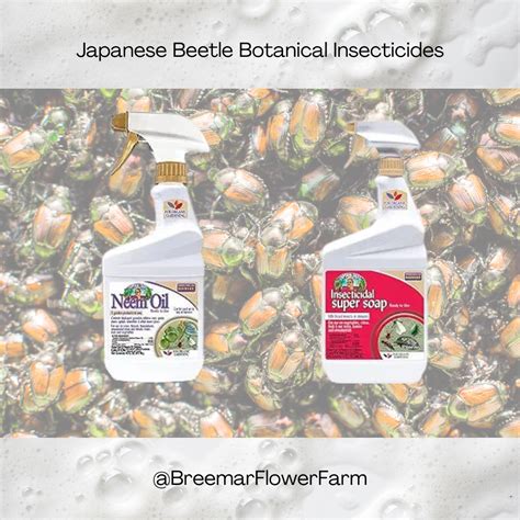 Sustainable Pest Control for Japanese Beetles — BREEMAR FLOWER FARM ...