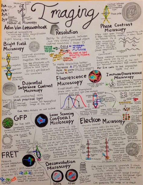 Introductory Cell Biology Flowcharts Cell Biology Science Biology