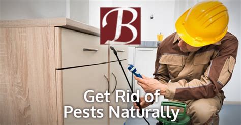 How To Get Rid Of Common Household Pests Naturally Bozzuto Company