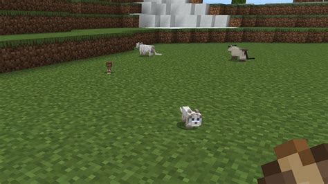 Where do cats spawn in Minecraft?