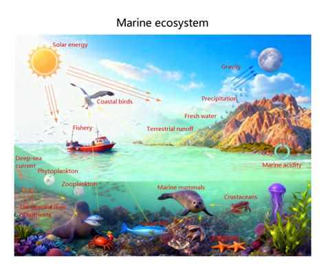 Coastal Ecosystem Diagram | EdrawMax Templates