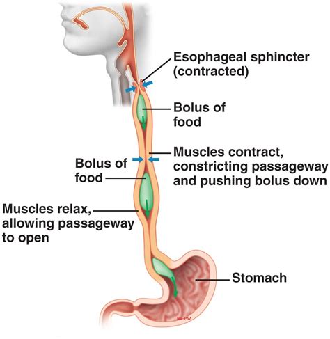 Albums 97 Pictures What Is Peristalsis And Where Does It Occur Excellent