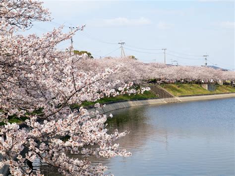 井原堤水辺公園の桜｜九州への旅行や観光情報は九州旅ネット