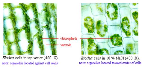 Elodea Cells Under A Microscope