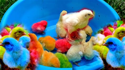 Menangkap Anak Ayam Lucu Ayam Warna Warni Ayam Rainbow Ayam Pelangi