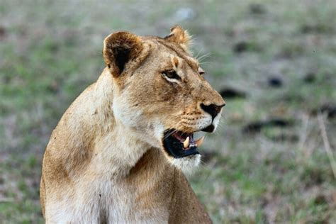 Leão Tatuagem Nas Costas Feminina Grande - Imagem gratuita: Tigre, leão, animal selvagem, África, predador