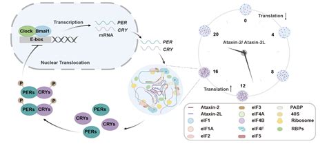 生命学院吝易、杨雪瑞团队揭示相分离调控节律性蛋白翻译的分子机制 清华大学生命科学学院