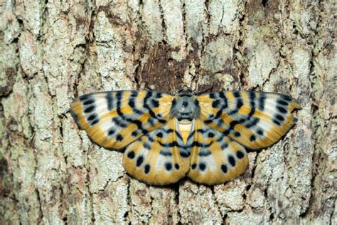 Bracca Rotundata From Iron Range QLD Australia On June 15 2023 At 10