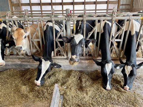 P E I Dairy Farmers Grappling With Mangled Destroyed Barns CBC News