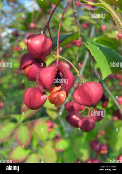 Dingle Dangle Tree Euonymus Planipes Fruits Stock Photo Alamy