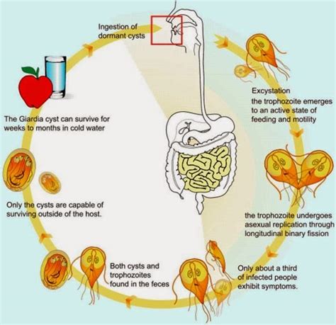 Giardia Lamblia Giardiasis Lifecycle Symptoms Diagnosis And Treatment