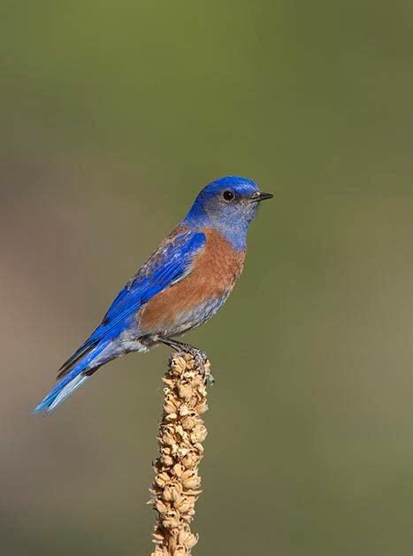 Western Bluebird vs Eastern Bluebird: ID Challenge - Birds and Blooms