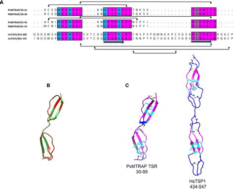 Frontiers Characterization Of Merozoite Specific Thrombospondin