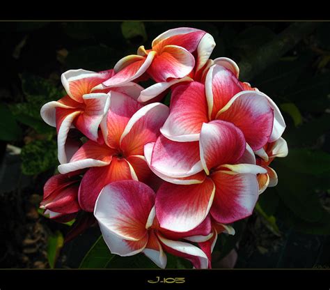 Rare Flowers The Plumeria J 105 Flickr Photo Sharing