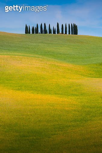 Tuscany Landscape At Sunrise Trees Rolling Hills And Meadows