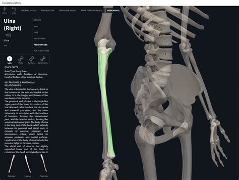 radial and ulnar bones