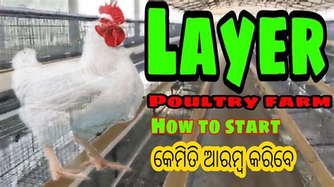 Layer Poultry farm in odisha ଲୟର କକଡ ପଳନ Odisha Farmer YouTube