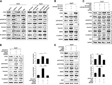 Hbx Of Hbv Activates The Pi3kakt Pathway To Promote Cell Migration And Download Scientific