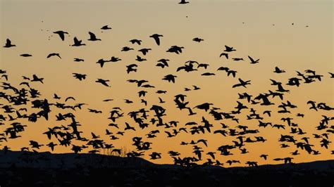 Solar storms can greatly alter bird migration patterns, study finds