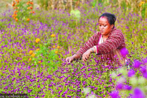 Festival flowers in short supply in Nepal due to rains - Asia News ...